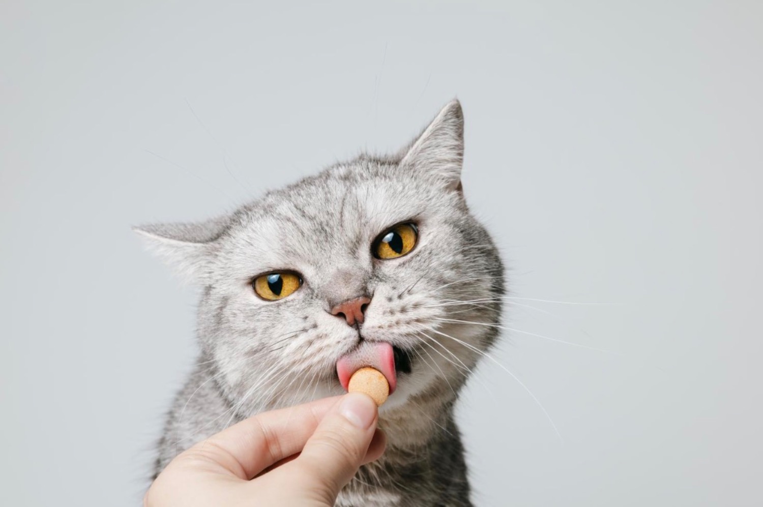 [MAX2] 柔軟性と運動機能：軟骨保護剤がペットの関節を摩耗から守る仕組み