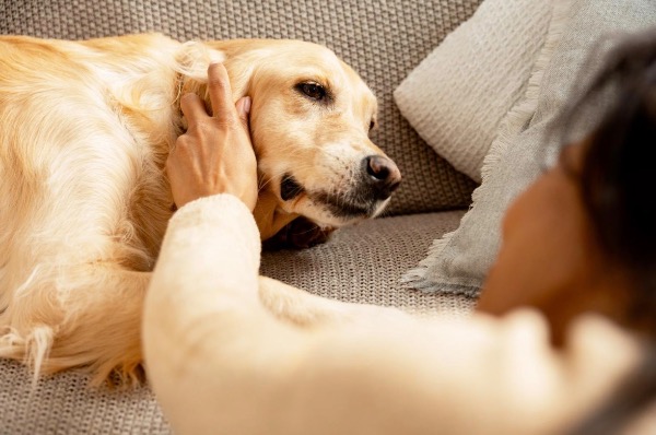 [MAX2] あなたの親友である犬の感情と知性について、科学は何を語っているのか？
