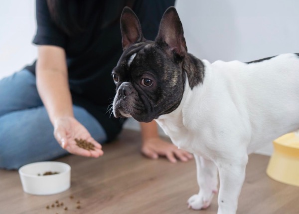 [MAX2] 皮膚の下のデジタルパスポート：犬と猫のマイクロチップについて知っておくべきすべて