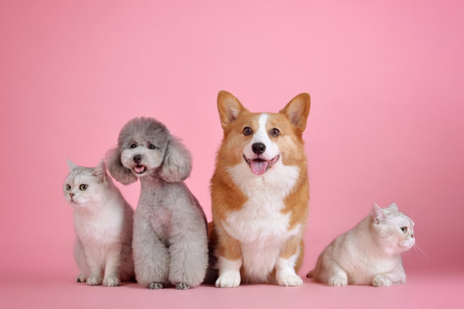 記事画像 「なぜ特定の犬種は他より長生きするのか？そして私たちはいかにして寿命を延ばせるのか？」