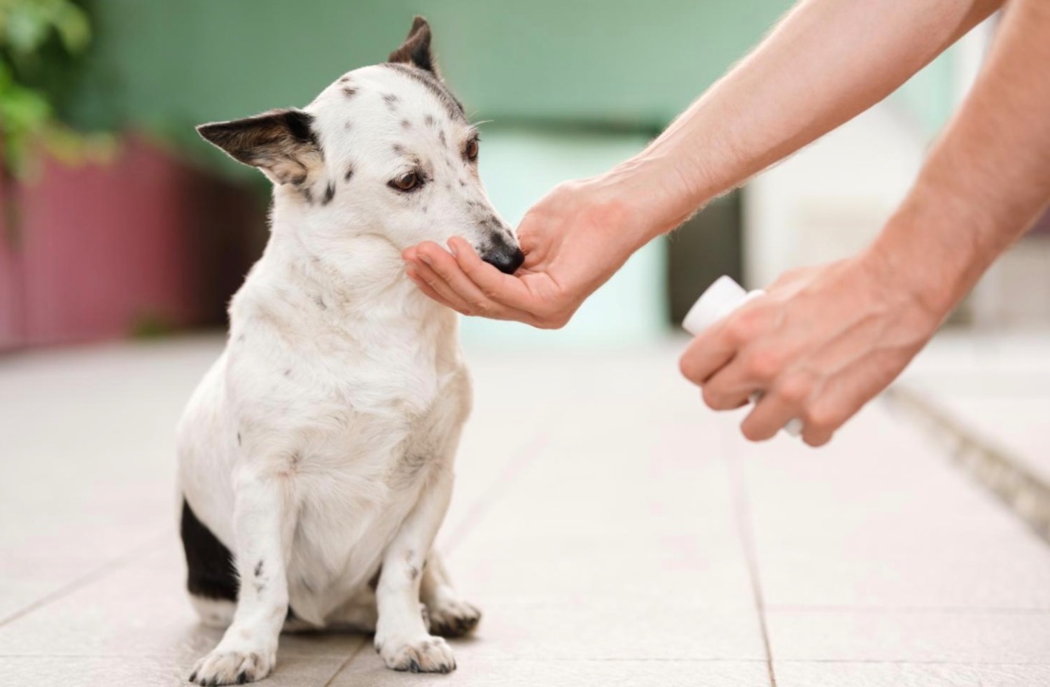 記事画像 「ペット用のサプリメントを与える目的：サプリ選びのポイントや注意点を解説」
