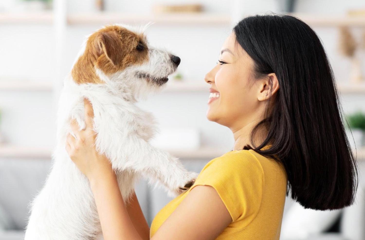 記事画像 「犬猫の糖尿病克服法」