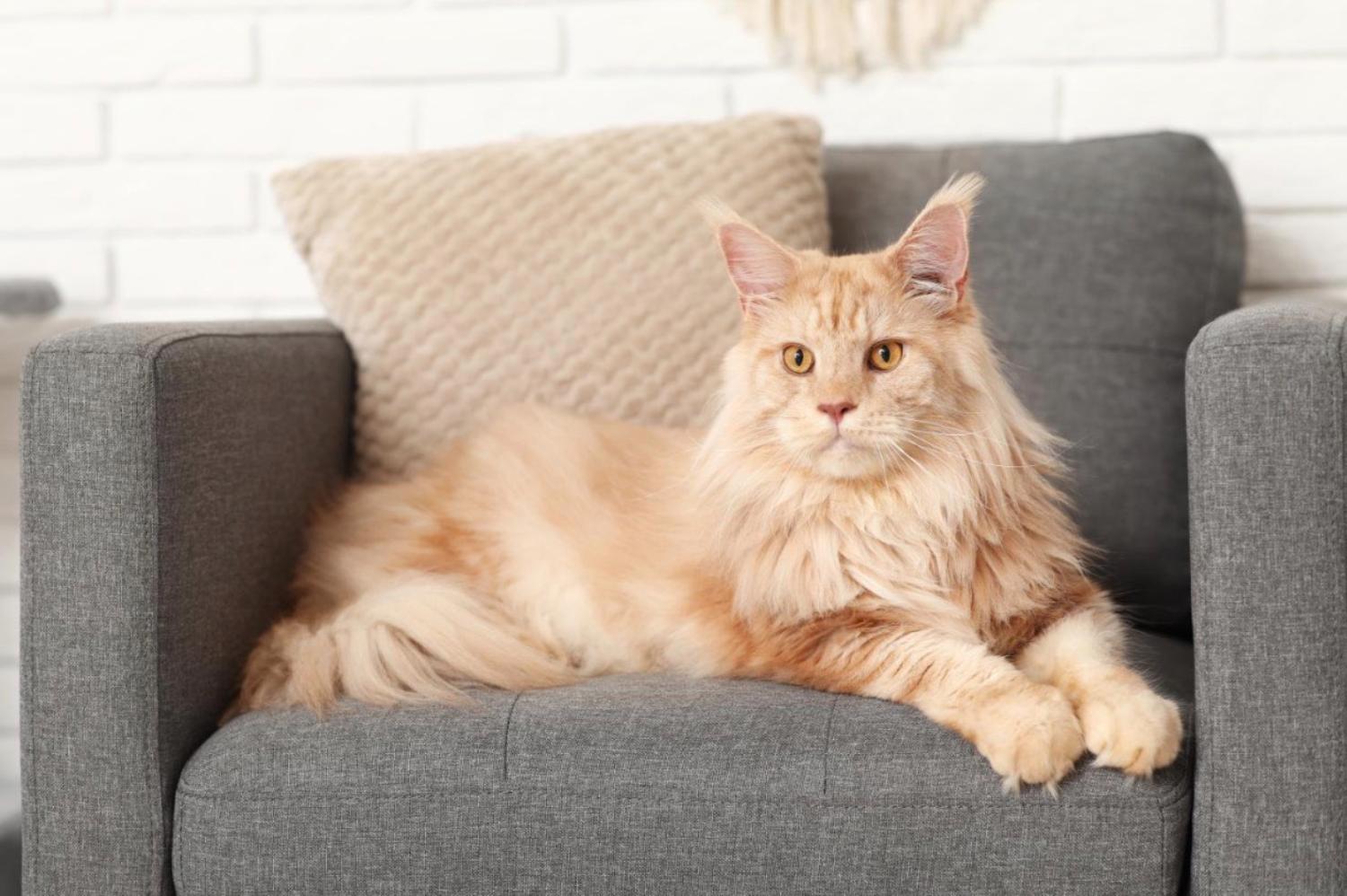記事画像 「科学が賢明なペット保護を支える」