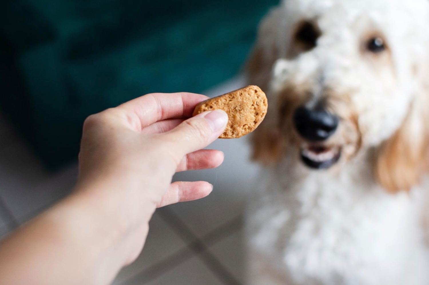 記事画像 「ダイエットが必要なワンちゃん、冬の体重管理とやさしい栄養サポート」