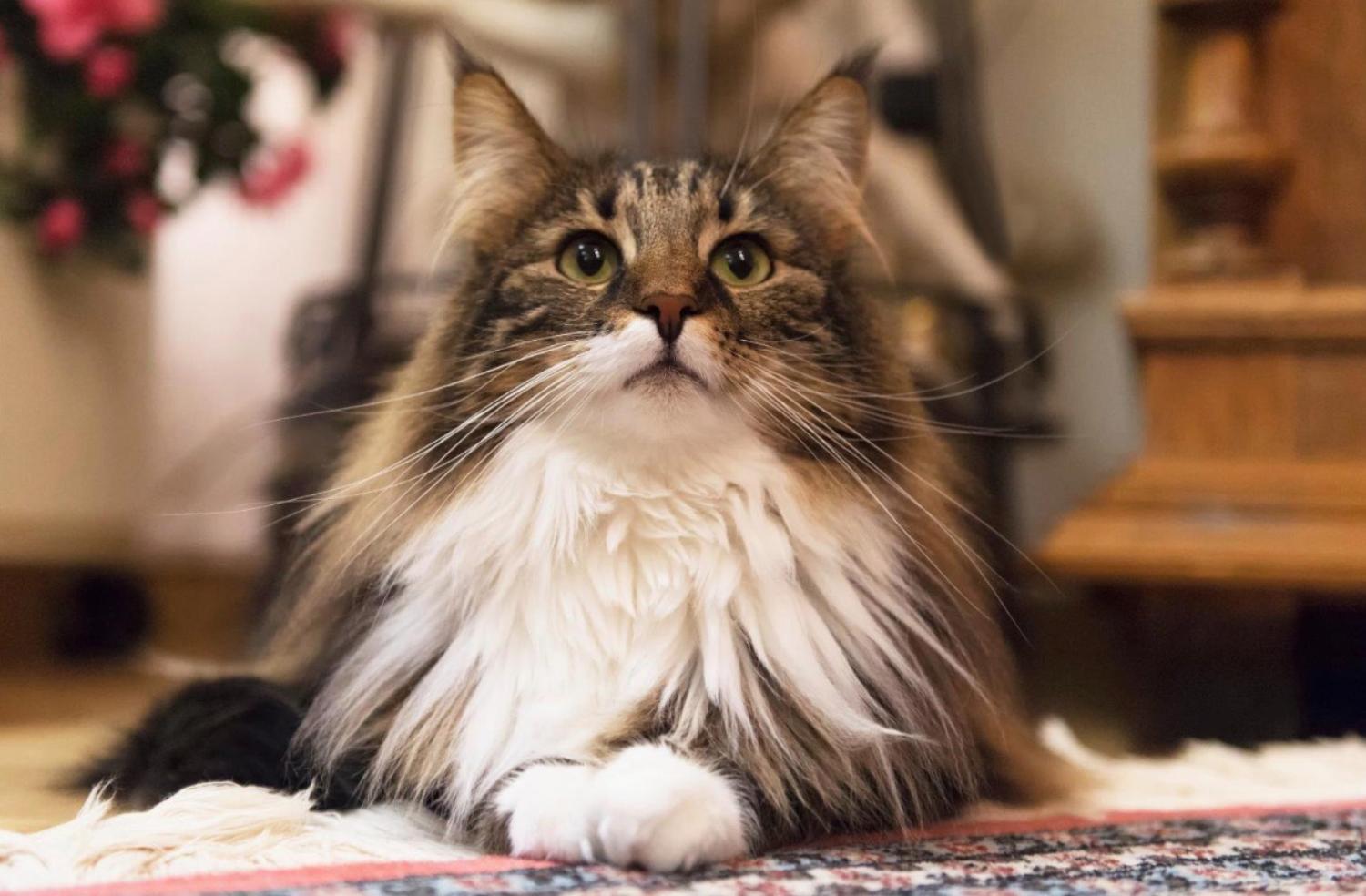 記事画像 「柔軟性と運動機能：軟骨保護剤がペットの関節を摩耗から守る仕組み」