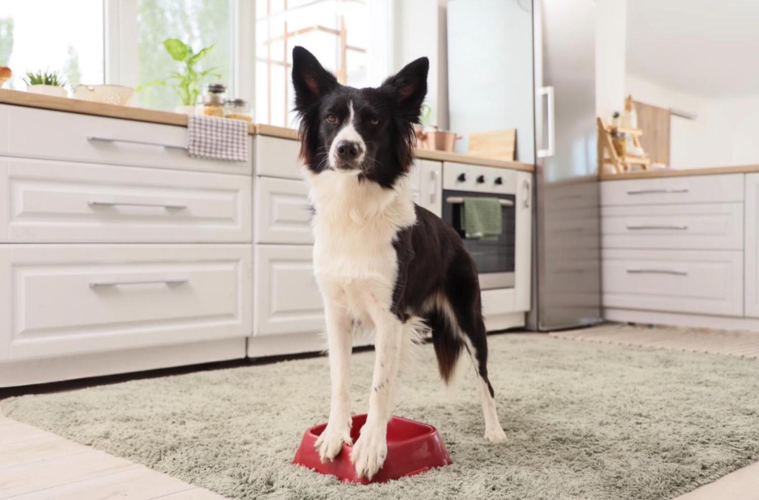 記事画像 「オメガ3とオメガ6は、ペットのボウルに秘められた長寿の鍵です。」