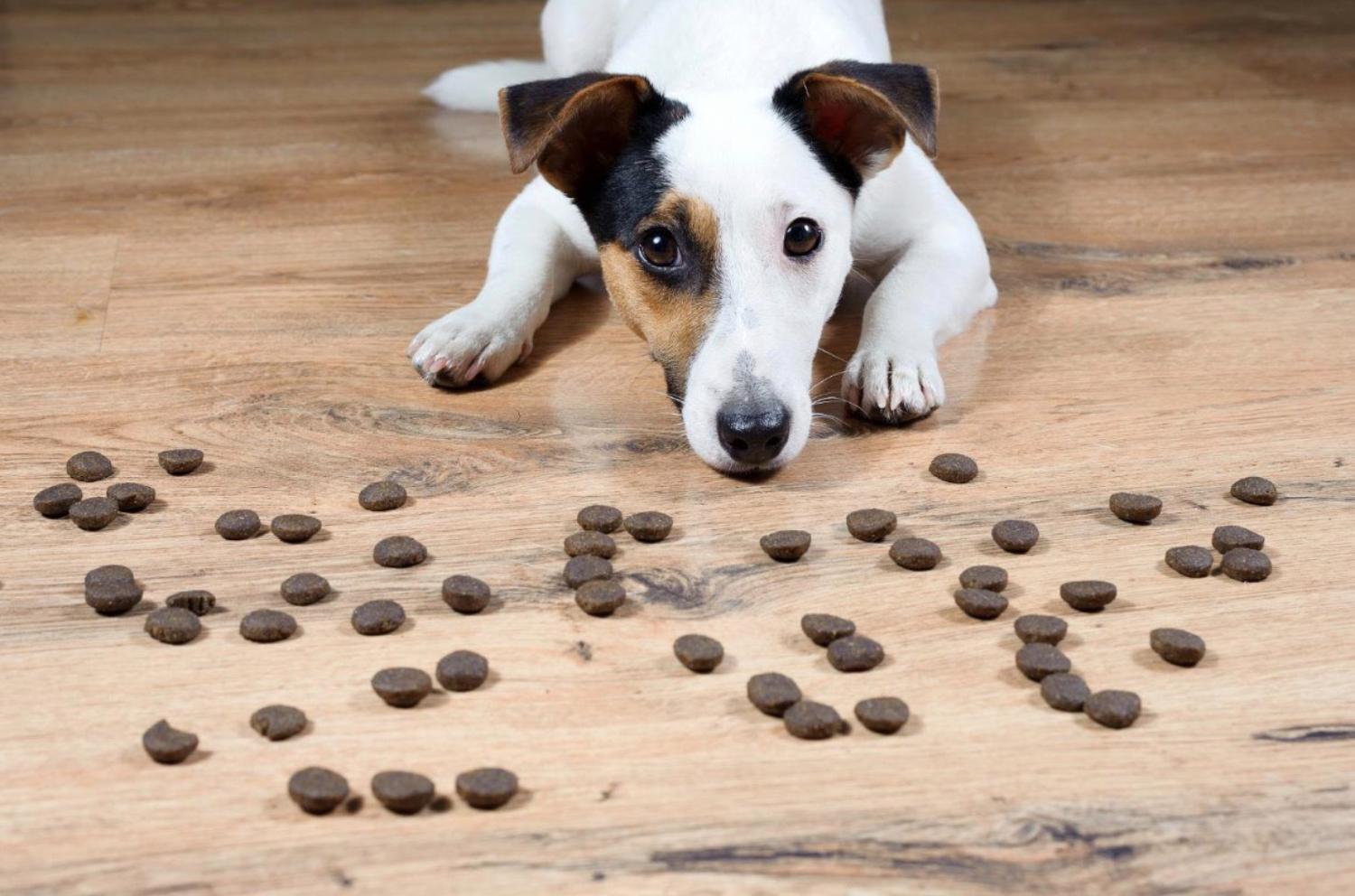記事画像 「薬としての食事：ペットのボウルが未来を左右するリモコンである理由」