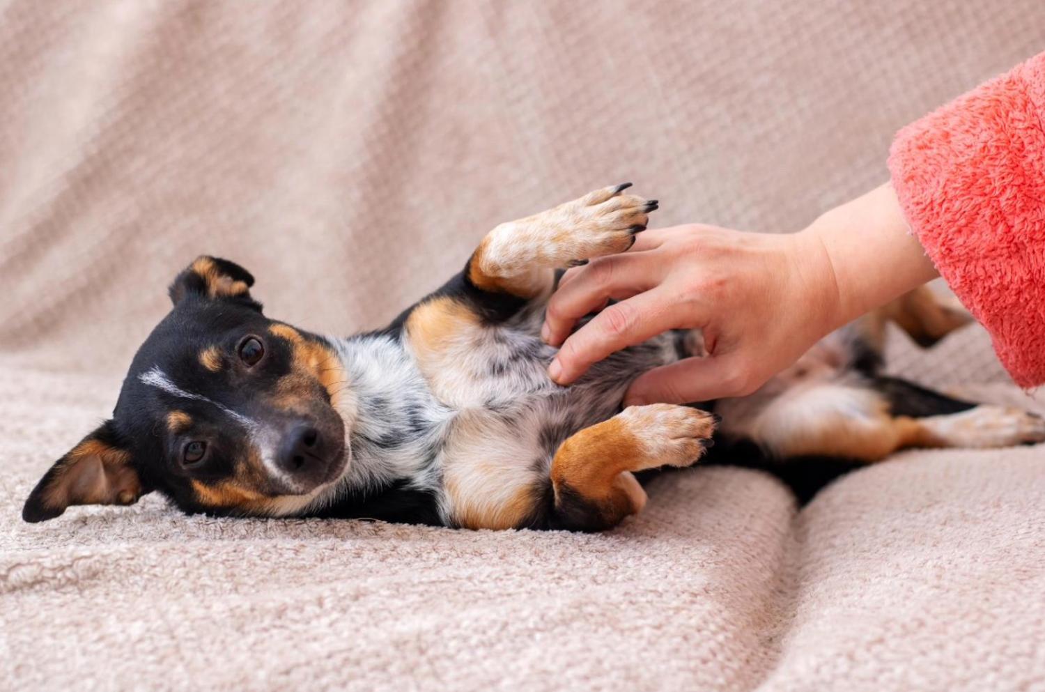 記事画像 「見えない脅威：ペットの長寿の鍵となる年次健康診断の重要性」