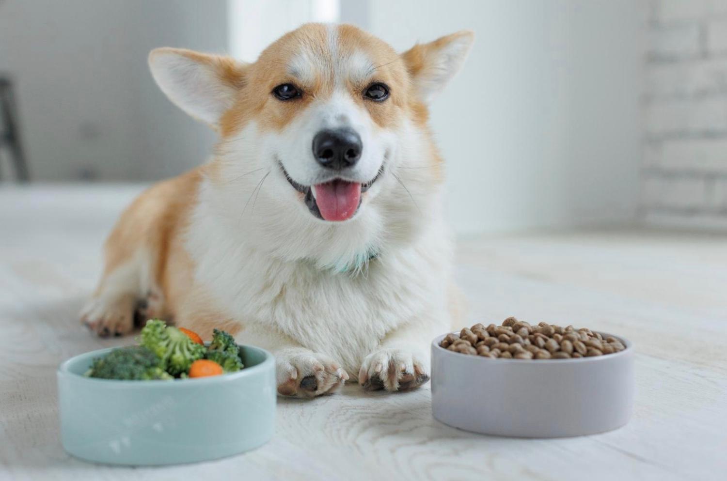 記事画像 「チャリティーフェスティバルが人と動物の生活を変える」