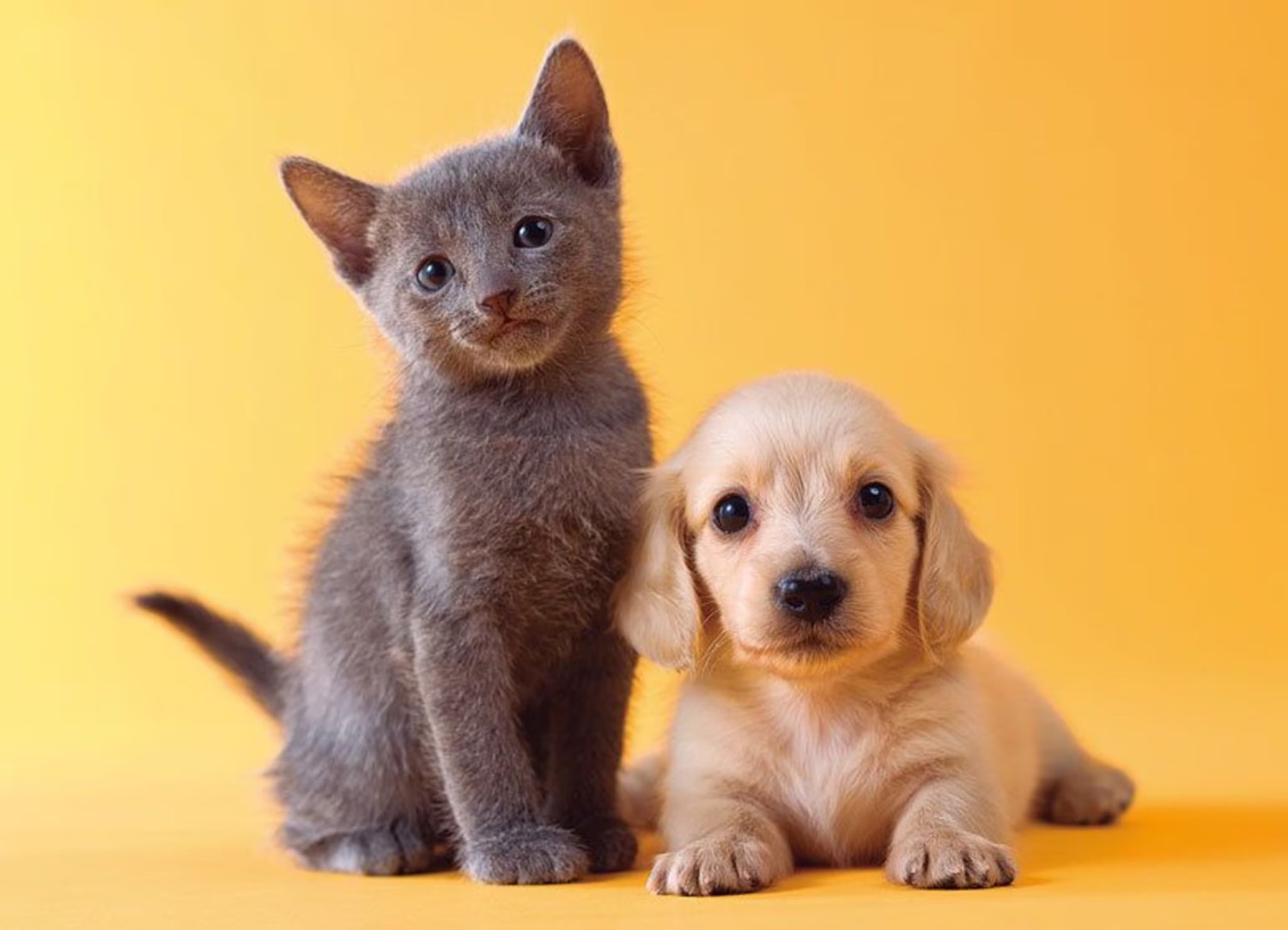 記事画像 「ドッグスポーツがペットと飼い主の人生を変える」