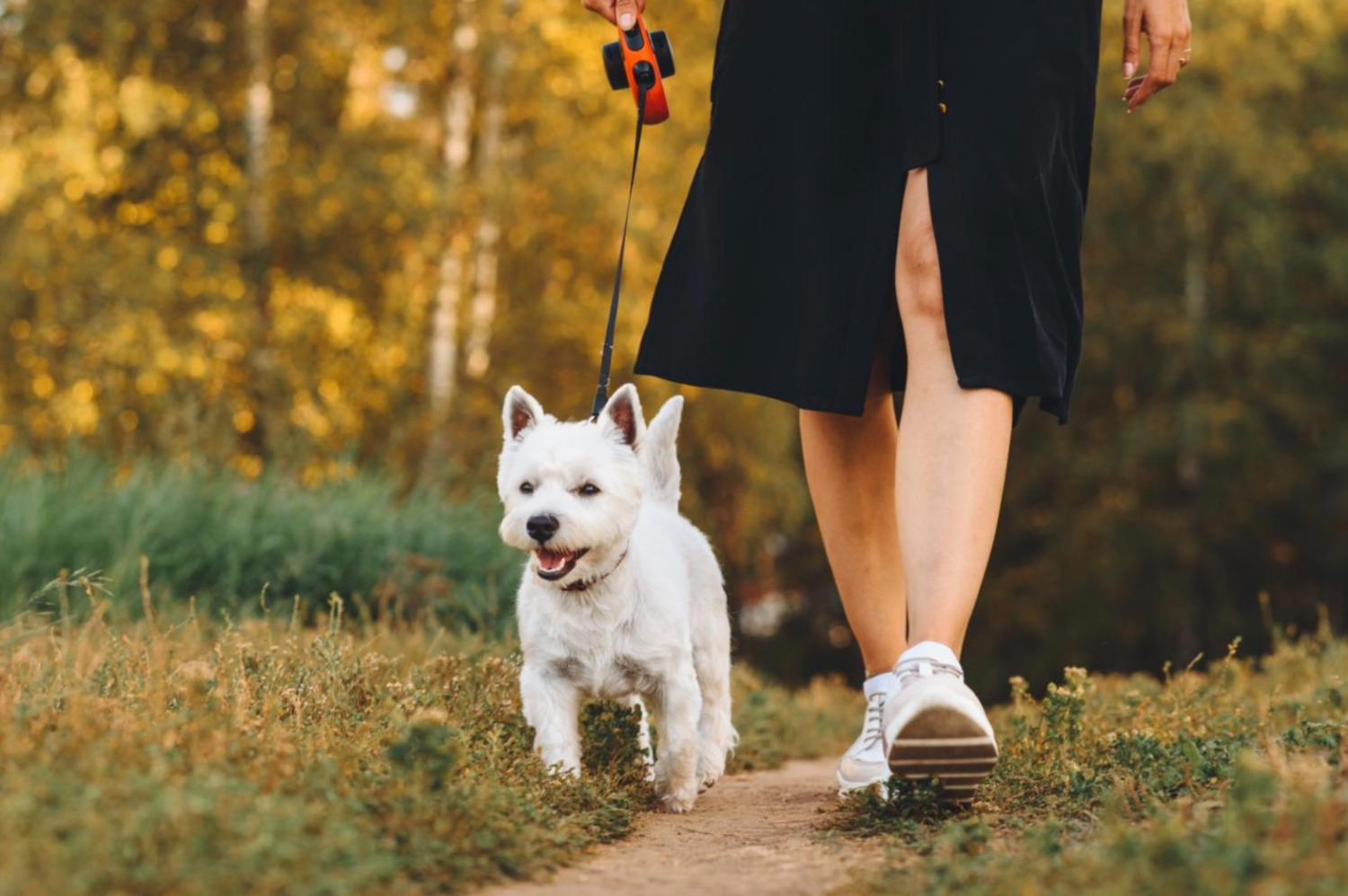 記事画像 「プロバイオティクスとプレバイオティクスがペットの消化器を守る仕組み」