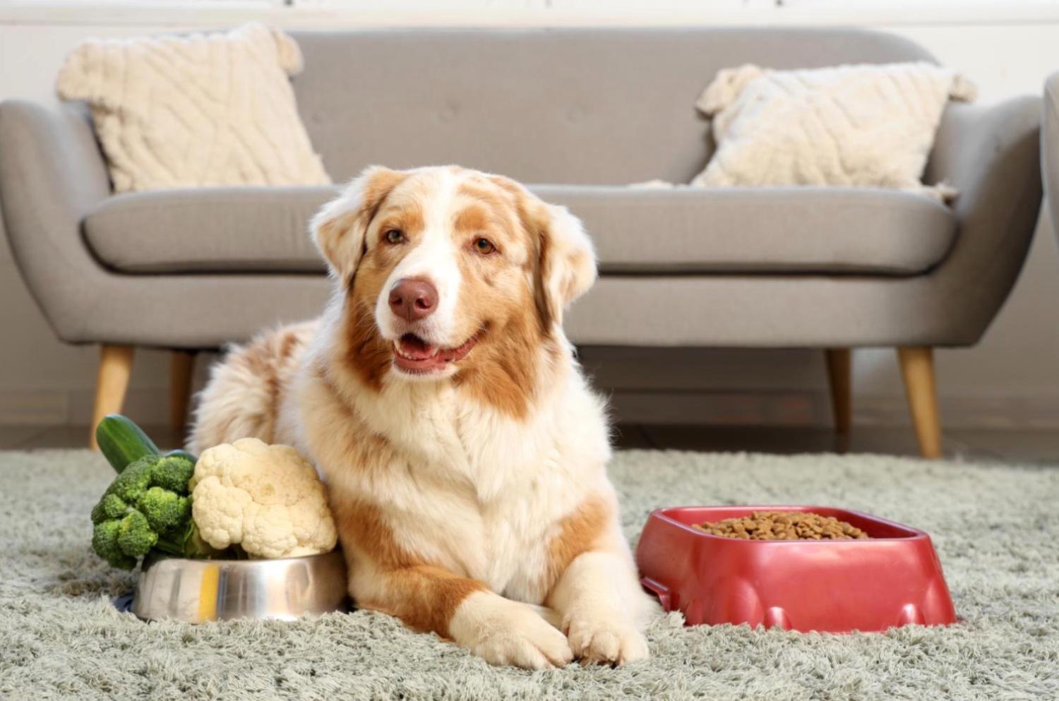 記事画像 「医学的観点から見た犬と猫が私たちの健康を救う仕組み」